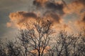 Silhouette of a Magpie sitting on the top of the tree during the sunset Royalty Free Stock Photo