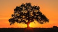 The silhouette of a majestic oak tree against a warm golden sunset casting a romantic glow over the rustic landscape. . Royalty Free Stock Photo