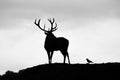 Silhouette of majestic red deer stag in Autumn Fall Royalty Free Stock Photo