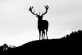 Silhouette of majestic red deer stag in Autumn Fall Royalty Free Stock Photo