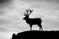 Silhouette of majestic red deer stag in Autumn Fall Royalty Free Stock Photo