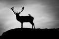 Silhouette of majestic red deer stag and bird in Autumn Fall Royalty Free Stock Photo