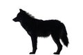 Silhouette of a majestic wolf standing against a pure white background Royalty Free Stock Photo