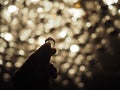 Silhouette of a male hand holding a large diamond ring with yellow bokeh light background. Selected focus Royalty Free Stock Photo
