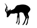 Impala Antelope - Silhouette Royalty Free Stock Photo