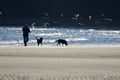 Silhouette of man and his two black labs walking on the beach, with seagulls circling, backlit by the sun