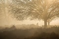 Silhouette of a man riding a  bicycle. Royalty Free Stock Photo