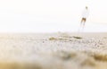 Silhouette of man strolling along coastline beach on sunny day background of sea and sky, gold sand close up blur, tourism relax