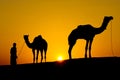 Silhouette of a man and two camels at sunset Royalty Free Stock Photo