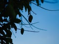 Silhouette of a mango still on the tree Royalty Free Stock Photo