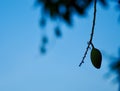 Silhouette of a mango still on the tree Royalty Free Stock Photo