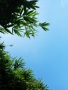 Silhouette of Bamboo Tree with Blue Sky Background Royalty Free Stock Photo