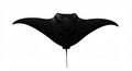 Silhouette of Manta Ray Royalty Free Stock Photo