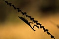 Silhouette of Mantis religiosa - common name praying mantis an e Royalty Free Stock Photo