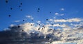 Silhouette of many balloons in the sky in the morning light during the albuquerque balloon festival in the USA Royalty Free Stock Photo