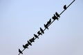 Silhouette many pigeons perched on the electric wire