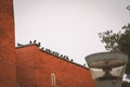 Silhouette of many pigeons on the roof of a red brick building on white sky background in small town Royalty Free Stock Photo