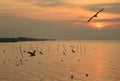 Silhouette of many seagulls flying over the sea at dawn, Thailand