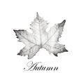 Silhouette of maple leaves drawing, autumn