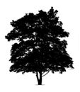 Silhouette of maple tree