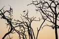 Silhouette of a Marabou Stork - Botswana Royalty Free Stock Photo