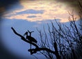 Silhouette of a marabou stork perched in a skeletal tree at dusk with a vignette edge, south luangwa national park, zambia
