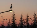 Silhouette of marabou stork at sunset