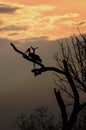Marabou Stork Silhouette resting on a tree with a sunset background in South Luangwa Nationa Park, Zambia
