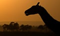 Silhouette of a Masai giraffe neck against a blurred view of savanna at sunset Royalty Free Stock Photo