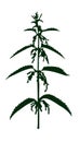 Silhouette of a medical nettle plant in bloom Royalty Free Stock Photo