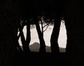 Silhouette of Mediterranean pines with the Tagamanent mountain in the background Royalty Free Stock Photo