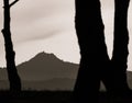 Silhouette of Mediterranean pines with the Tagamanent mountain in the background Royalty Free Stock Photo