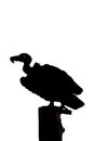 Silhouette of metal cutout american black vulture on a wooden po Royalty Free Stock Photo