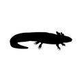 Silhouette mexican Salamander Axolotl. Ambystoma mexicanum. Royalty Free Stock Photo