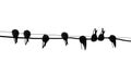 Silhouette migrating swallow Royalty Free Stock Photo