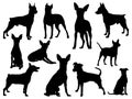 Set of Miniature Pinscher Dog silhouette vector art