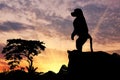 Silhouette monkey baboon Royalty Free Stock Photo