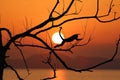 Silhouette monkey jump on the leafless trees and red sky sunset