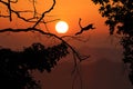 Silhouette monkey jump on the leafless trees and red sky sunset Royalty Free Stock Photo