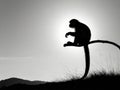 silhouette of a monkey sitting on a wooden branch on a white background Royalty Free Stock Photo