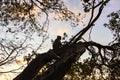 Silhouette a monkey on tree and sunset cloud Royalty Free Stock Photo