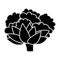 Silhouette monochrome with cauliflower vegetable Royalty Free Stock Photo
