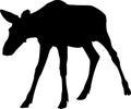 Silhouette of Moose calf