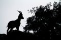 Silhouette of a mountain goat on top of the rocks in El Torcal, Spain