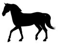 Silhouette of moving horse on white background. Vector illustration Royalty Free Stock Photo