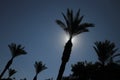 Silhouette of Palm trees against the clear blue sky Royalty Free Stock Photo