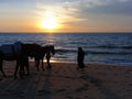 Silhouette of a Muslim woman and horses on the beach against the sunset Royalty Free Stock Photo