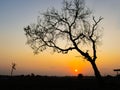 Silhouette of a nacre tree at sunset Royalty Free Stock Photo