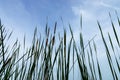 Narrow-leaved Cattail plant Royalty Free Stock Photo