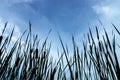 Narrow-leaved Cattail plant Royalty Free Stock Photo